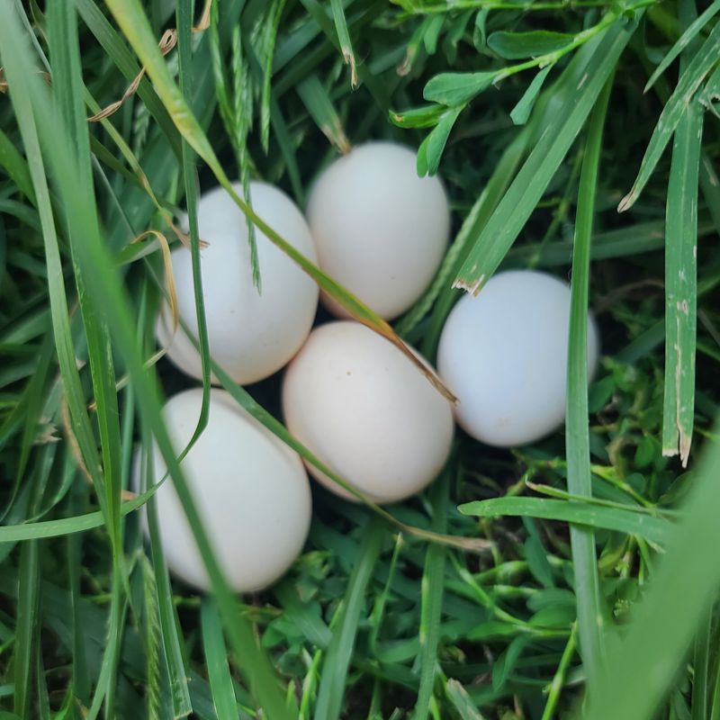 (12) Bantam Cochin Hatching Eggs