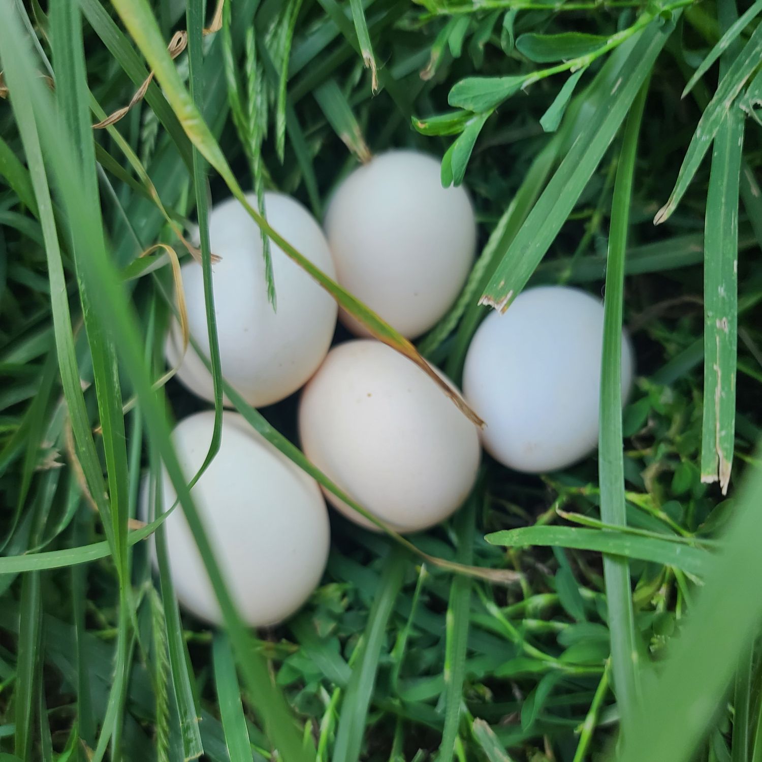 (12) Bantam Cochin Hatching Eggs
