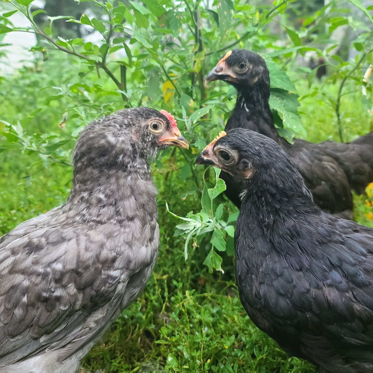 Chicken Trio