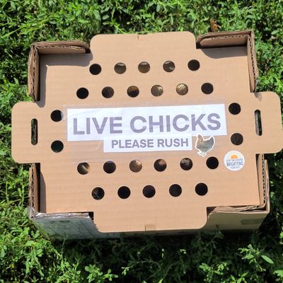 Chick Boxes | Shipped