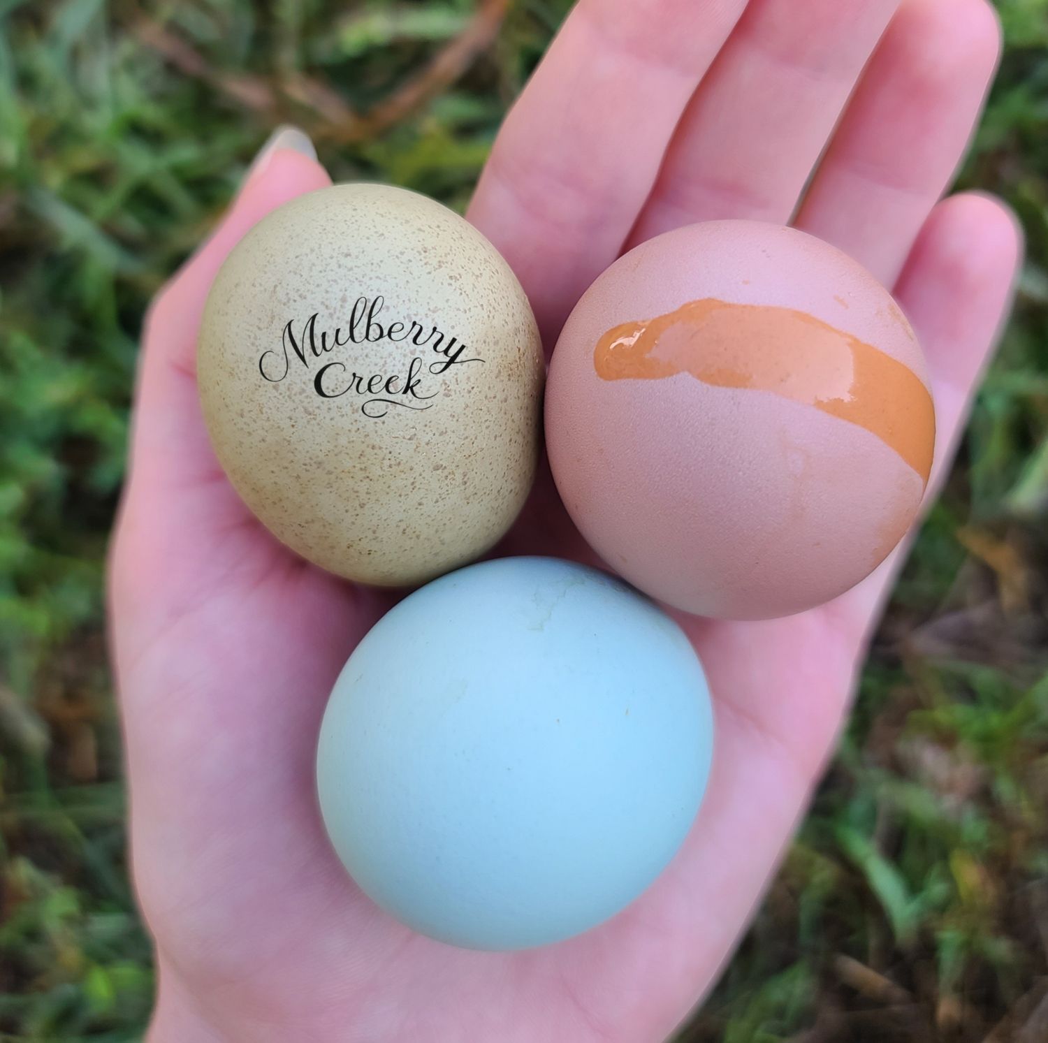 Rainbow Layer Pullet Chick Box