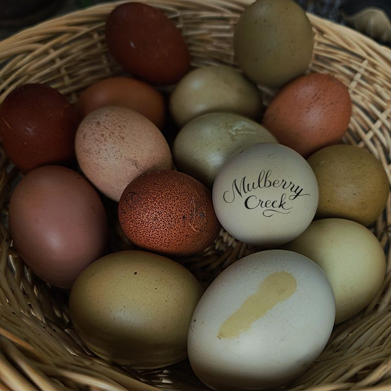 Rustic Mix Chick Box