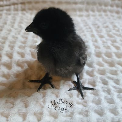 Ayam Cemani Chicks | Straight Run