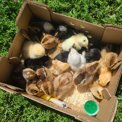 Make Your Own Chick Box