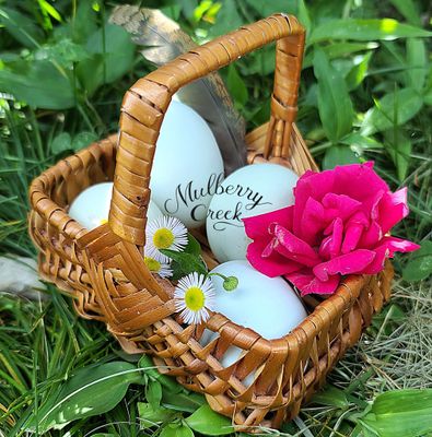 (12) Crested Cream Legbar Hatching Eggs