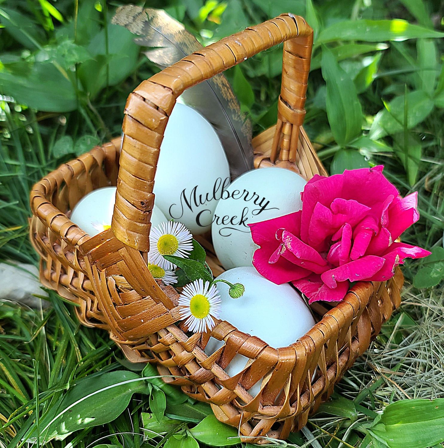 (12) Crested Cream Legbar Hatching Eggs