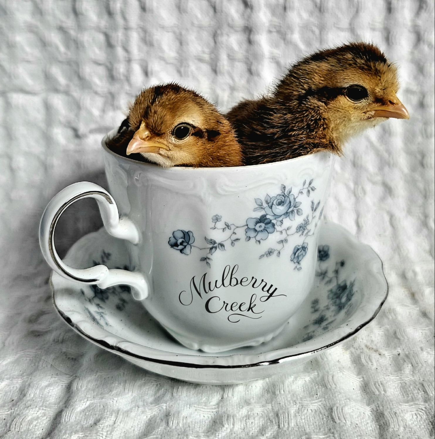 Crested Cream Legbar Chicks | Sexed