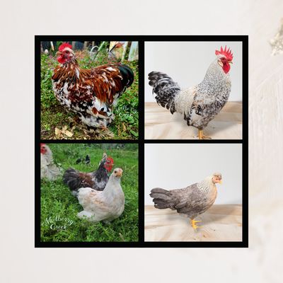 Adults and Juveniles