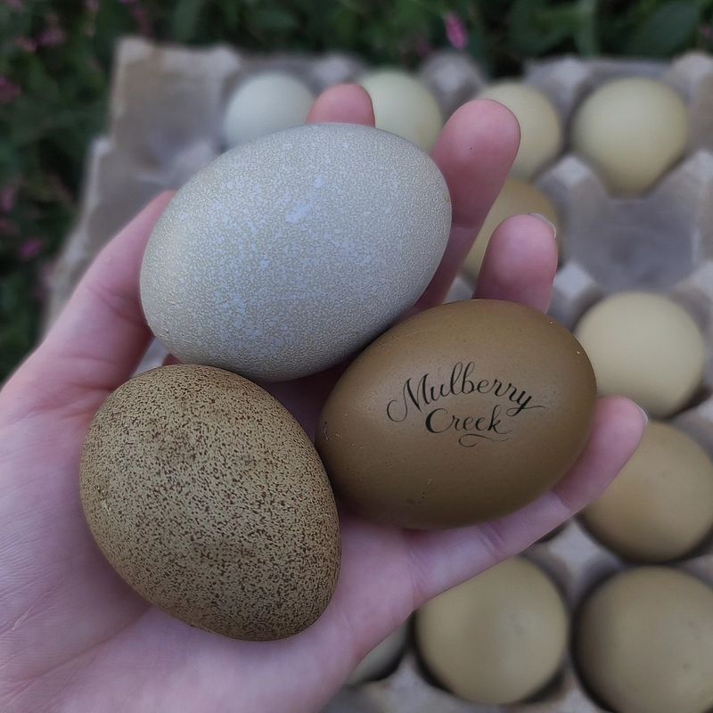 (12) Forest Egger Hatching Eggs