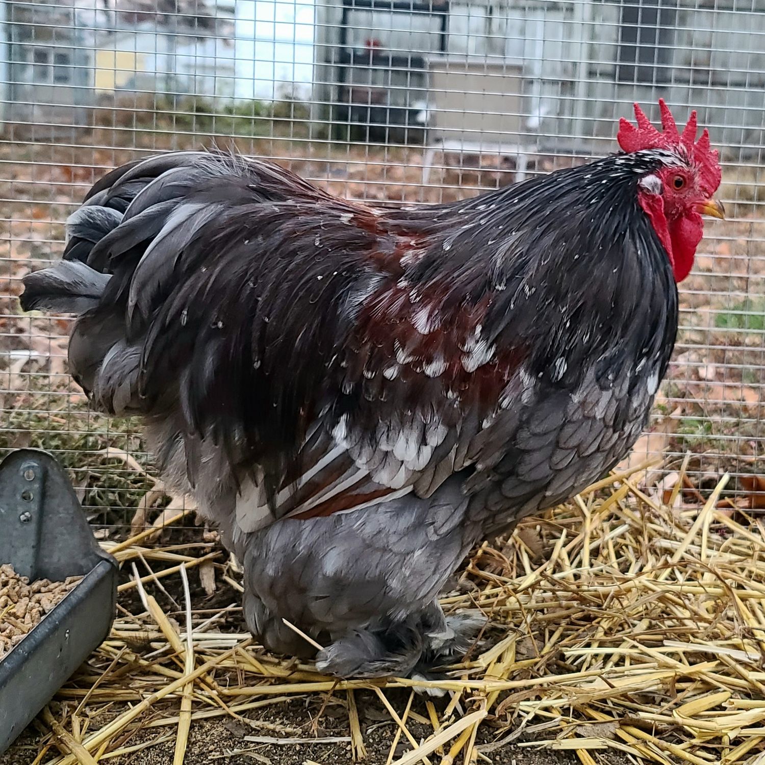 Blue Calico Bantam Cochin Rooster