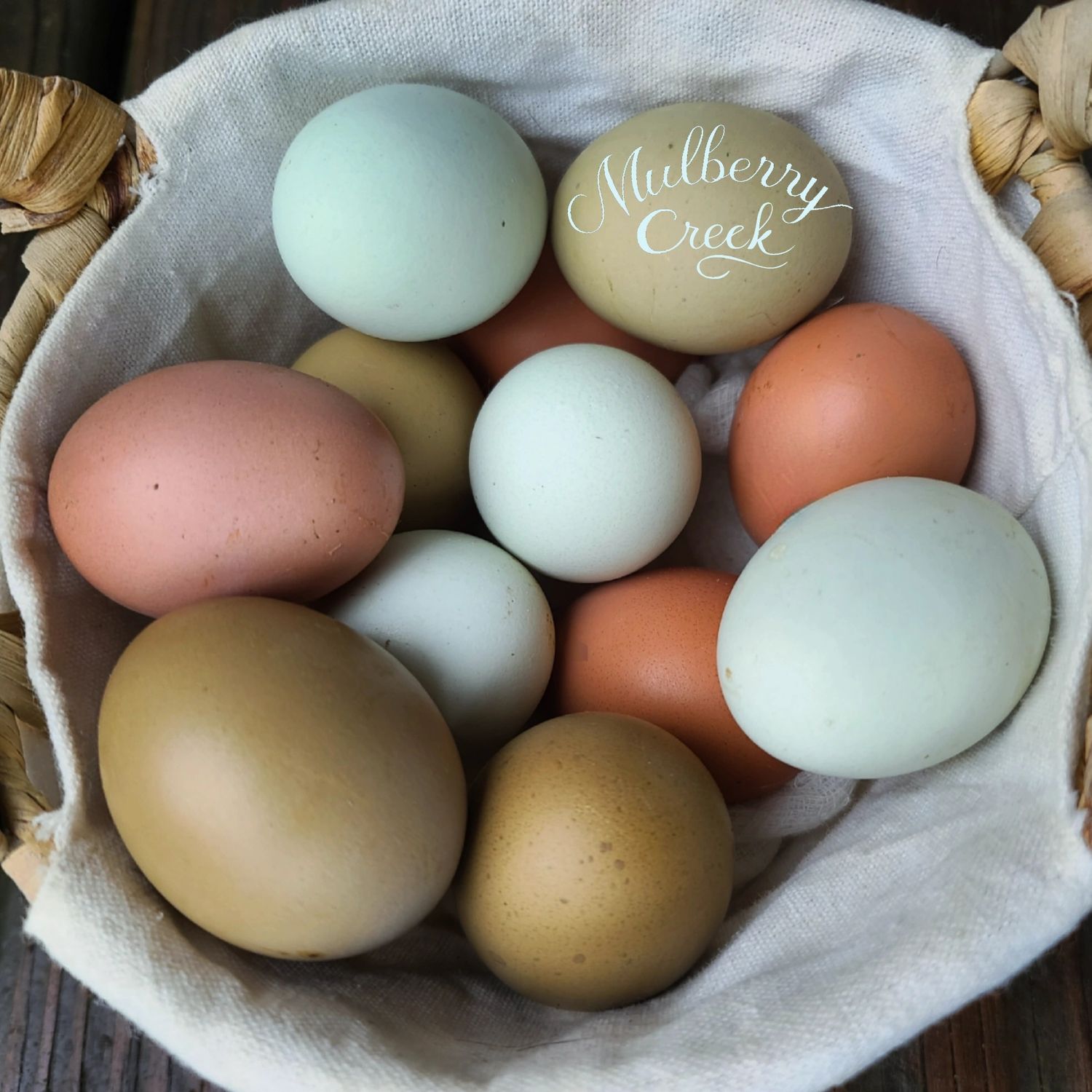 Rainbow Layer Pullet Trio