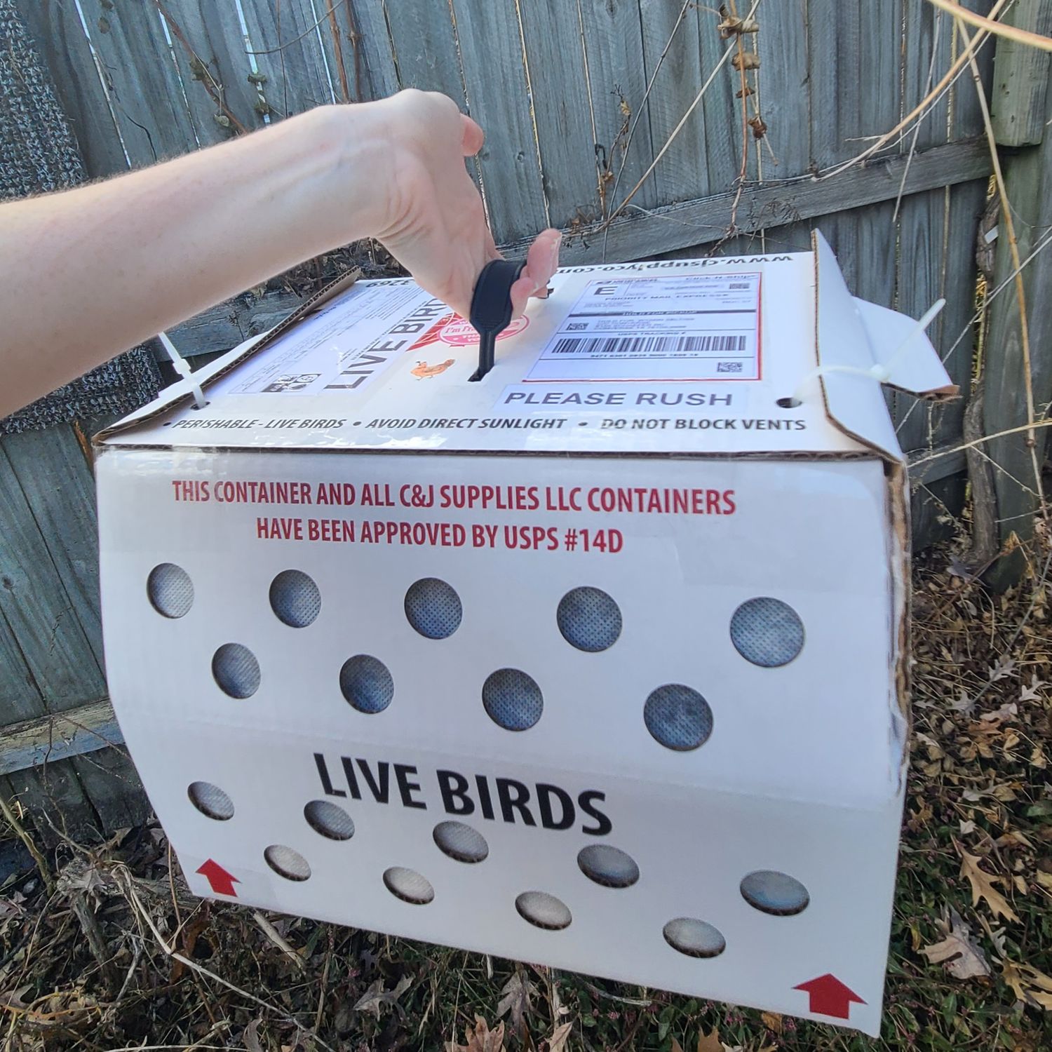 Rainbow Layer Pullet Trio