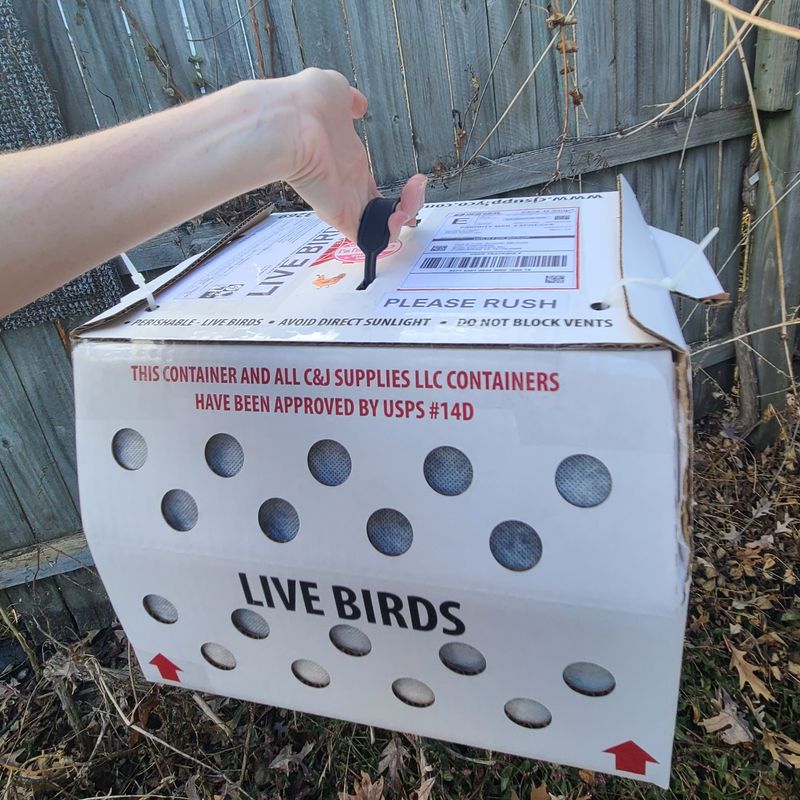 Rainbow Layer Pullet Trio