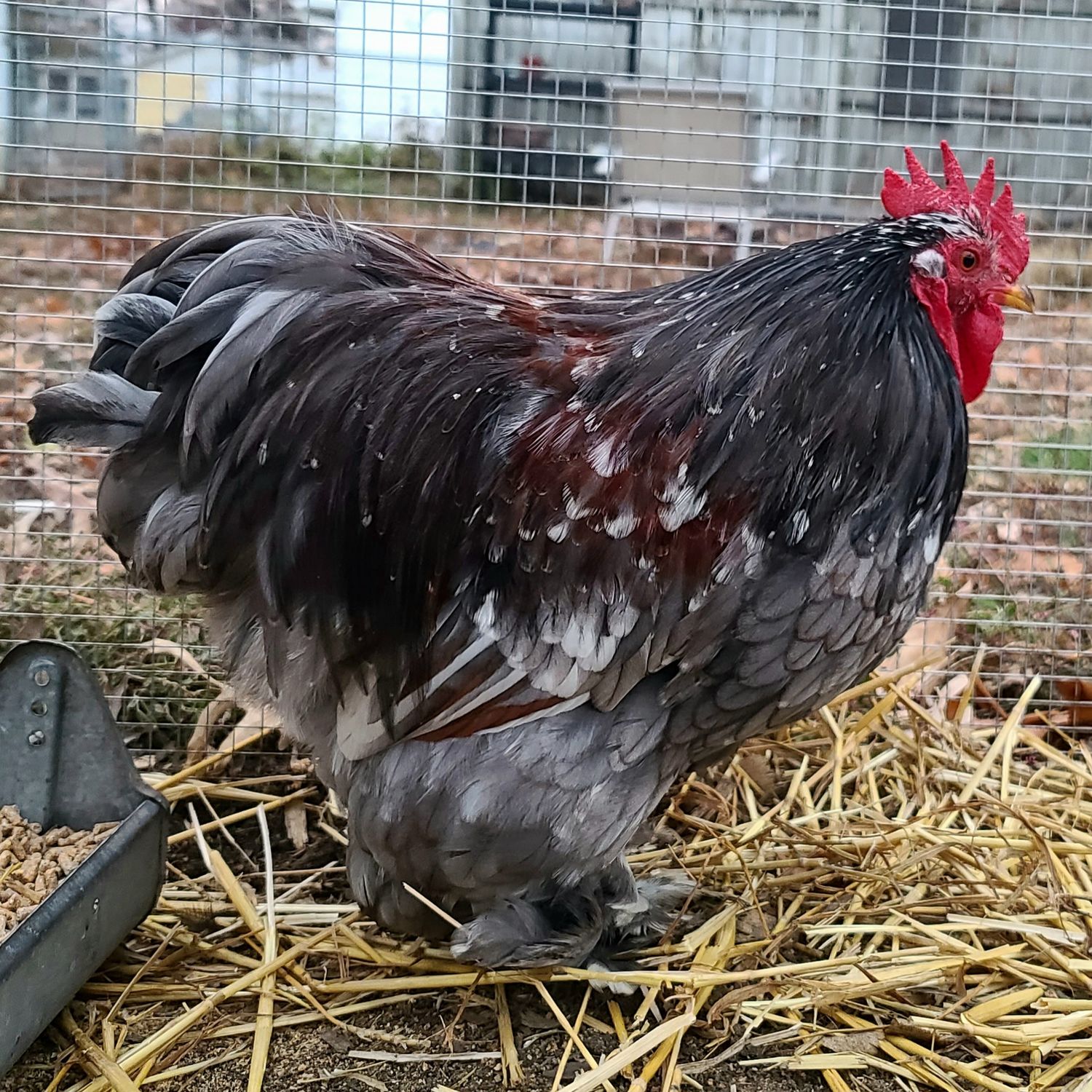 Blue Calico Bantam Cochin Rooster