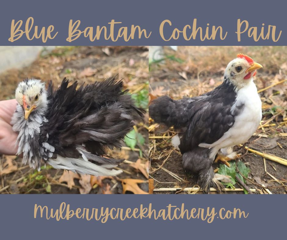 Bantam Cochin Pair