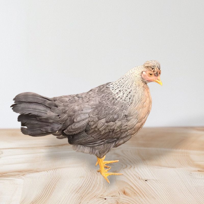 Crested Cream Legbar Pullet Trio