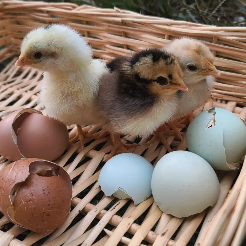 Rainbow Assortment Chicks | Straight Run