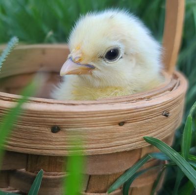 Chicks | Pickup Ready