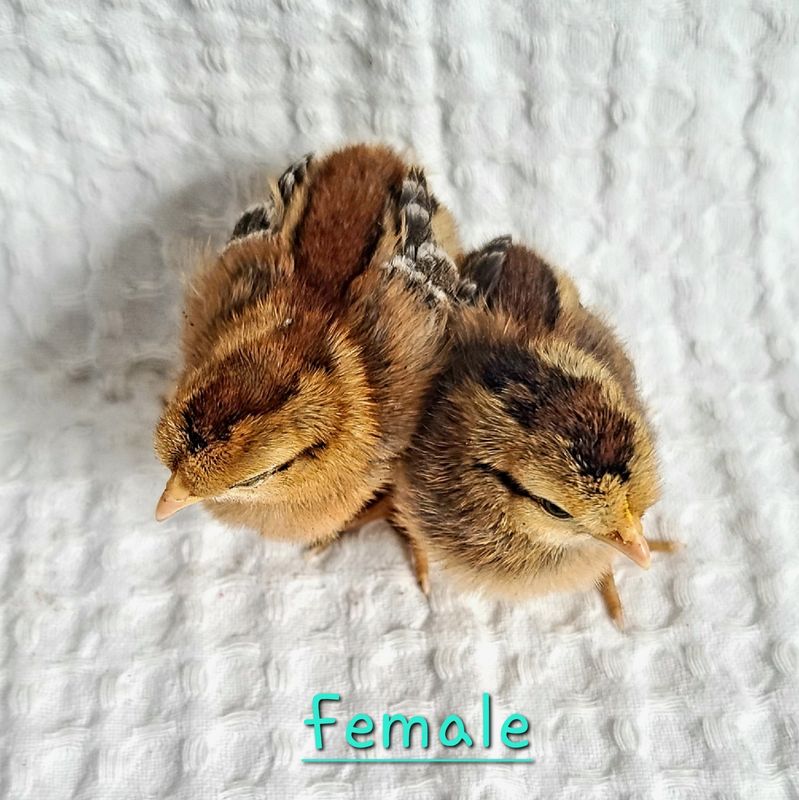 (12) Cream Legbar Hatching Eggs