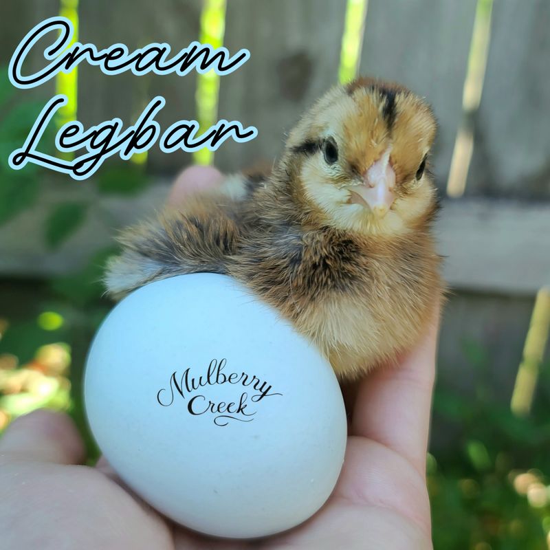 (6) Cream Legbar Hatching Eggs