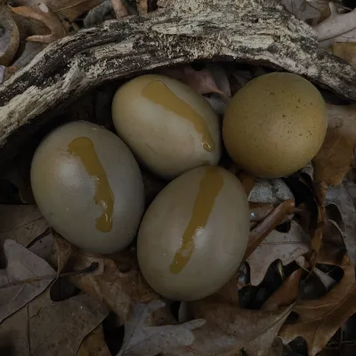(12) Forest Egger Hatching Eggs