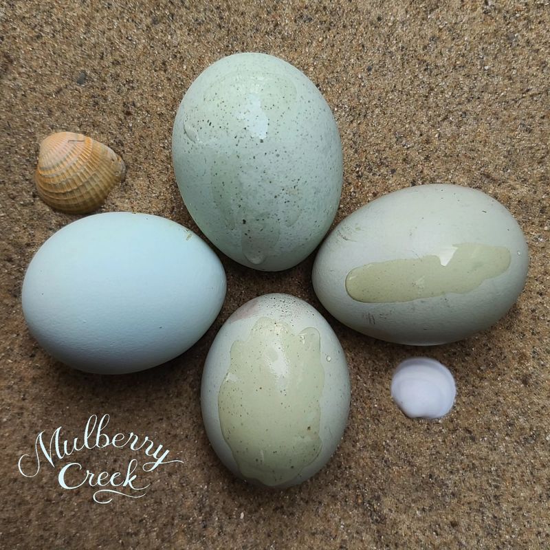 (12) Sea Foam Egger Mix