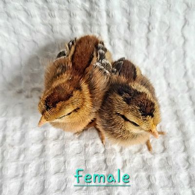 Crested Cream Legbar Chicks | Sexed