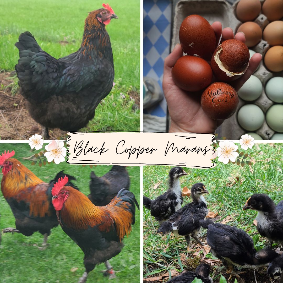 Black Copper Marans Chicks | Straight Run