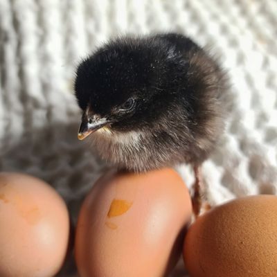 Mystic Marans Chicks | Sexed