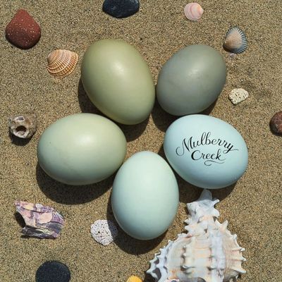 Sea Foam Egger Mix Chick Box