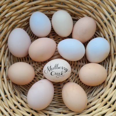 (12) Bantam Cochin Hatching Eggs