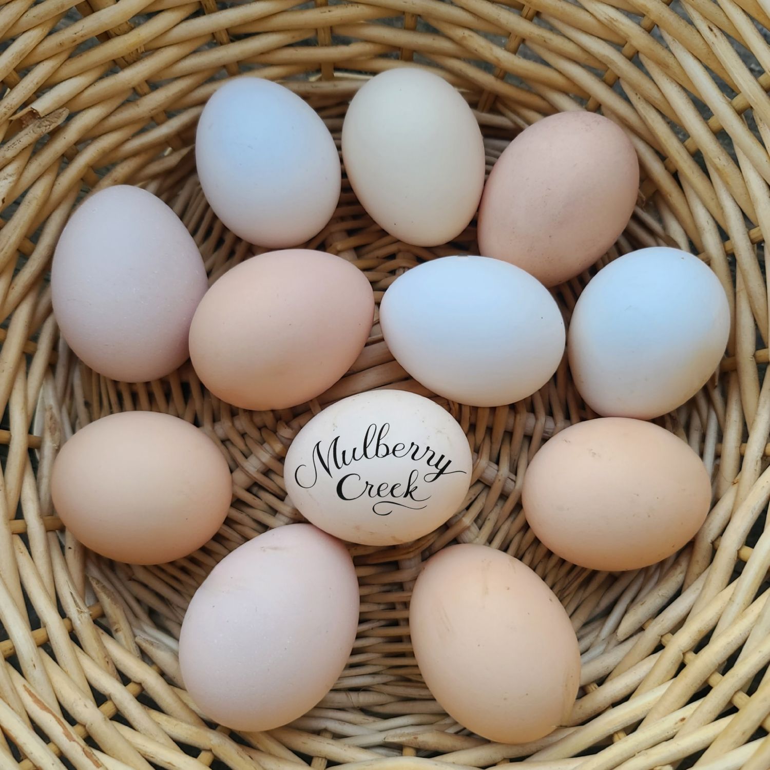 (12) Bantam Cochin Hatching Eggs