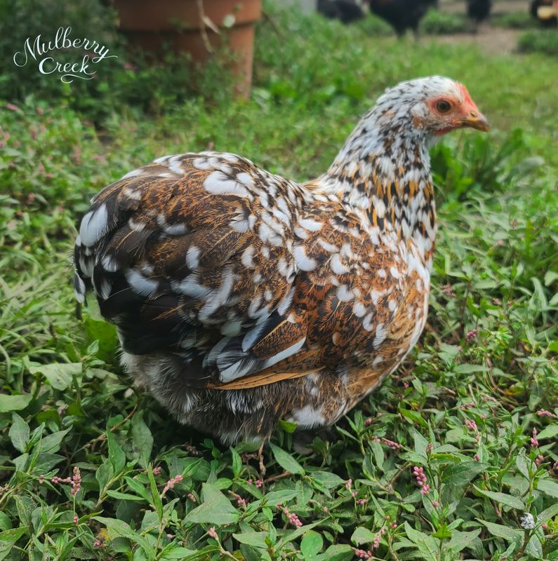 (6) Calico and Millie Fleur Bantam Cochin Hatching Eggs