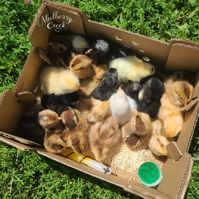 Green Spectrum Mix Chick Box