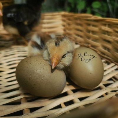 Rustic Mix Chick Box
