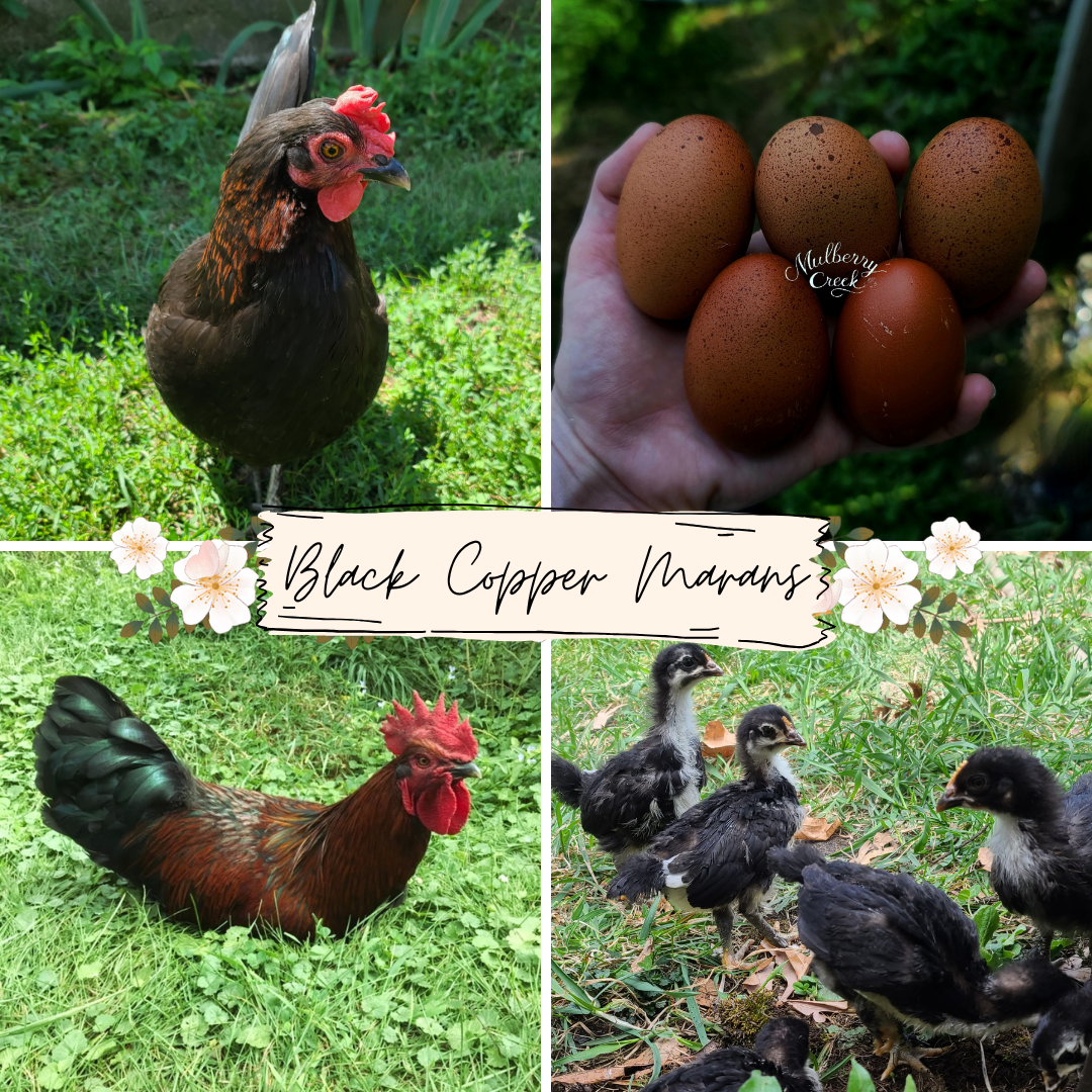 Black Copper Marans Chicks | Straight Run