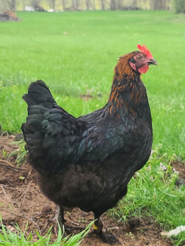 Black Copper Marans Chicks | Straight Run