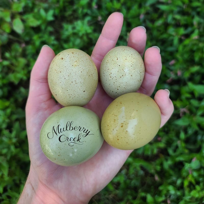 Spearmint Egger Chicks | Straight Run