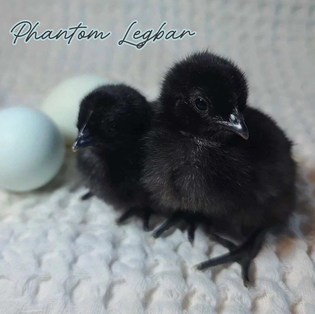 Phantom Legbar Chicks | Sexed