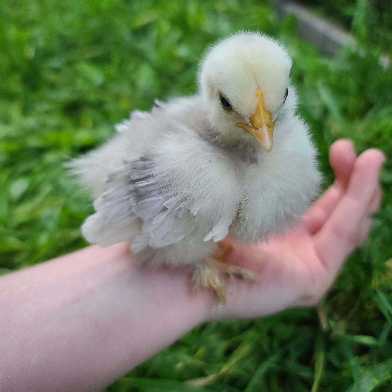 Bantam Cochin Chicks | Straight Run