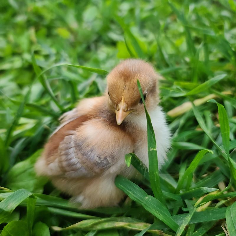Calico Bantam Cochin Chicks | Straight Run