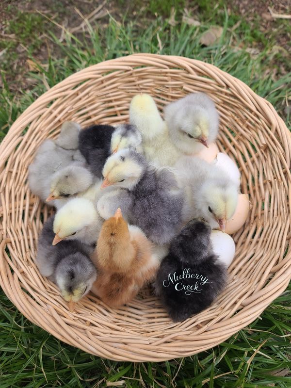 Bantam Cochin Chicks | Straight Run