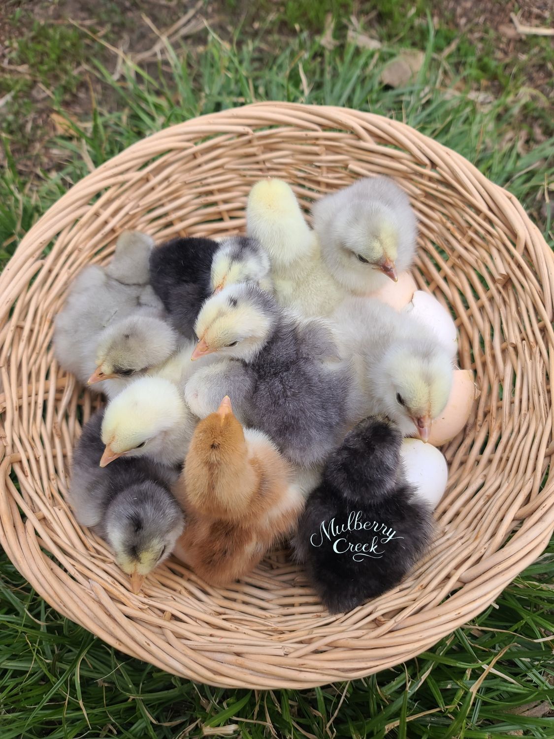 Bantam Cochin Chicks | Straight Run