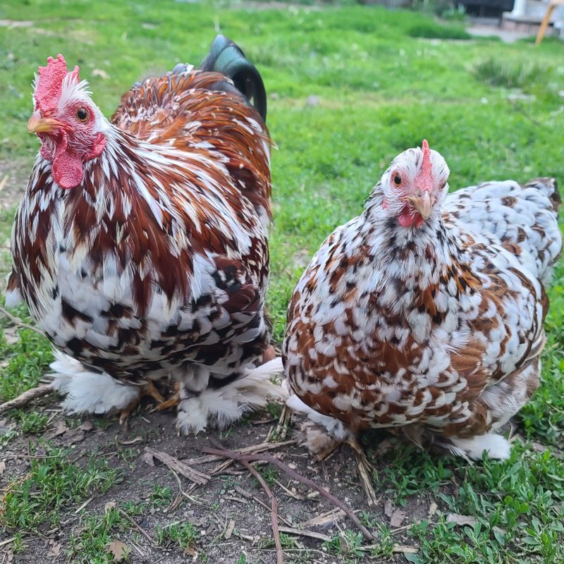 Calico Bantam Cochin Chicks | Straight Run