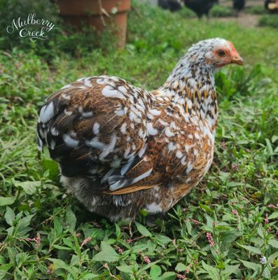 Calico Bantam Cochin Chicks | Straight Run