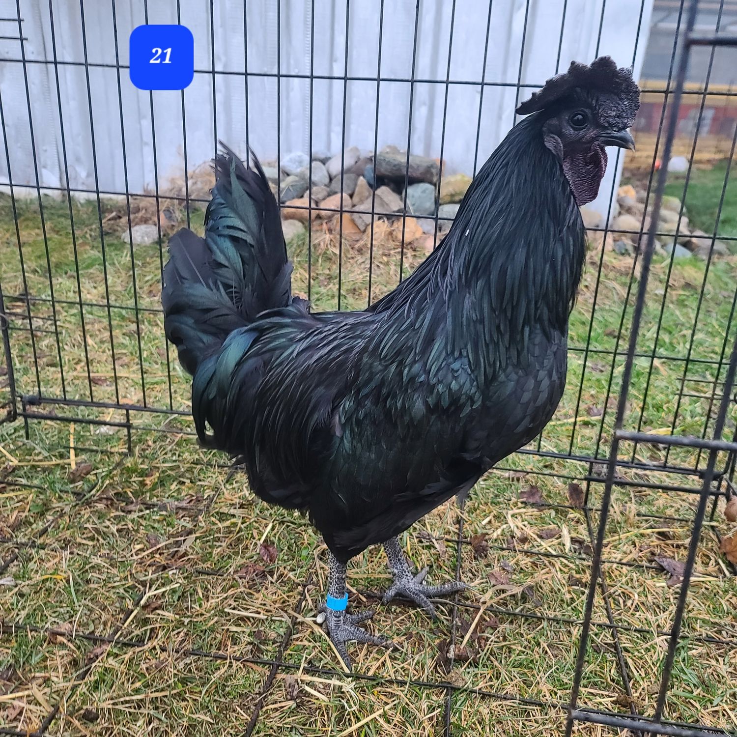 Ayam Cemani Rooster