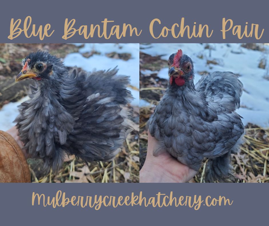 Bantam Cochin Pair
