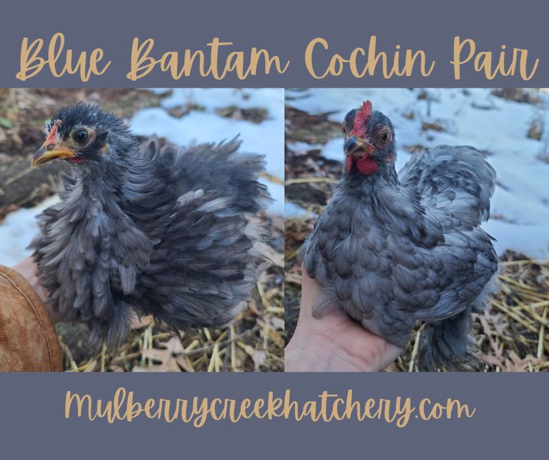 Bantam Cochin Pair