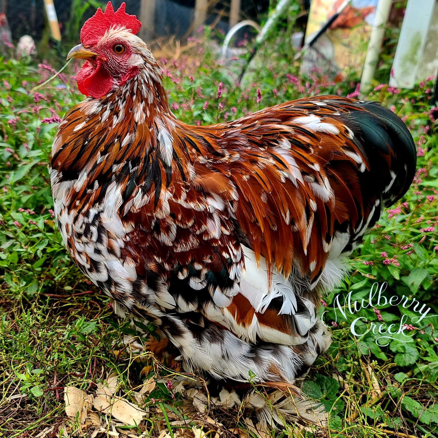 Pair of Calico Bantam Cochin Cockerels