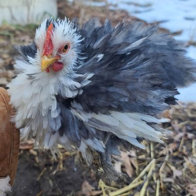 Blue Mottled Frizzled Bantam Cochin Cockerel 